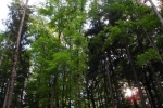 phoca_thumb_l_06-vyzlovka-priroda-jaro-leto-2006