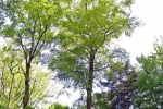 phoca_thumb_l_07-vyzlovka-priroda-jaro-leto-2006