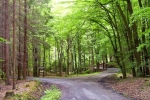 phoca_thumb_l_10-vyzlovka-priroda-jaro-leto-2004