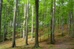 phoca_thumb_l_11-vyzlovka-priroda-jaro-leto-2004