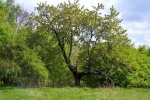 phoca_thumb_l_14-vyzlovka-priroda-jaro-leto-2004