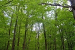 phoca_thumb_l_16-vyzlovka-priroda-jaro-leto-2004
