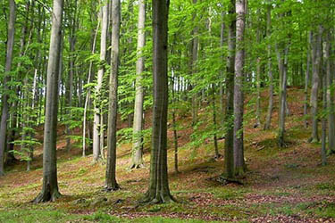 Stromy v lese